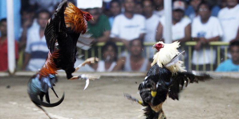 So sánh đá gà cựa sắt và cựa dao khác nhau như thế nào? 3 Đá gà cựa dao