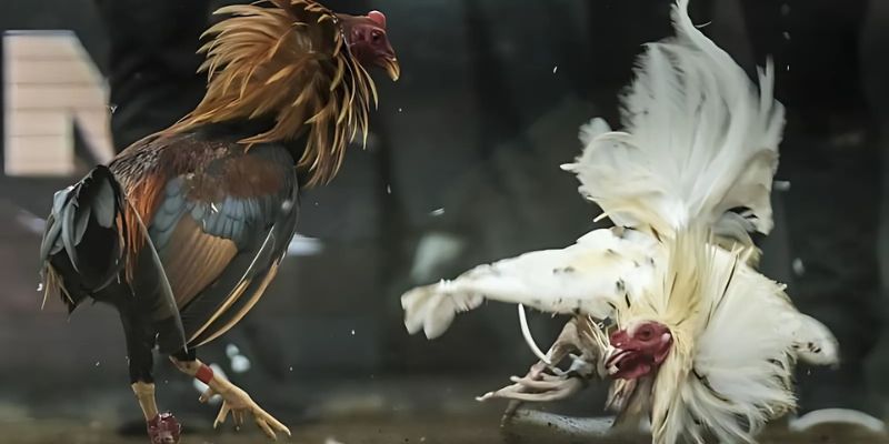 So sánh đá gà cựa sắt và cựa dao khác nhau như thế nào? 2 Đá gà cựa sắt