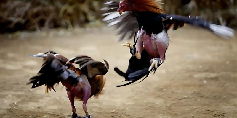 So sánh đá gà cựa sắt và cựa dao khác nhau như thế nào? 4 Đá gà cựa sắt với những cú đá đẹp mắt