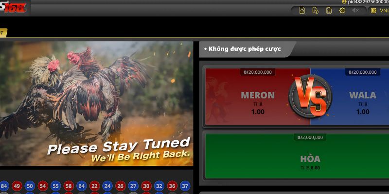 Giải mã toàn bộ thuật ngữ đá gà từ A đến Z dành cho người mới 4 Tham gia cá cược đá gà Vic88